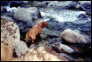 Rana River