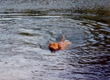 Rana swimming