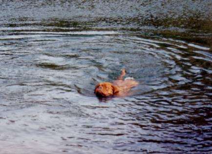 Rana swimming