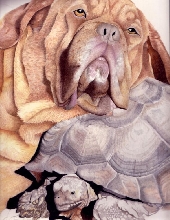 Ripley & tortoise drawing
