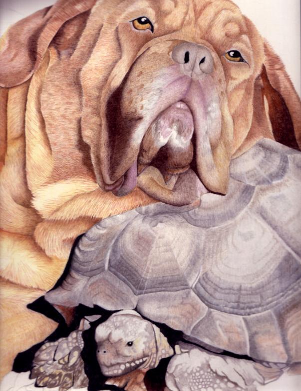 Ripley & tortoise drawing