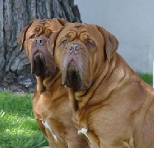 Butkus & Brawny