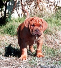 Toby pup