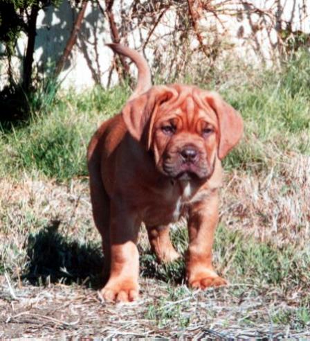 Toby pup