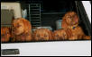 truck pups