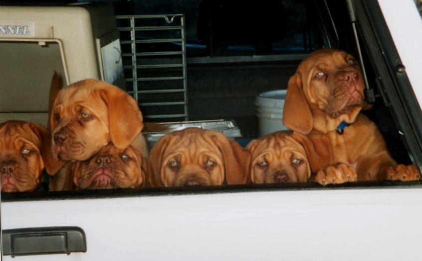 truck pups