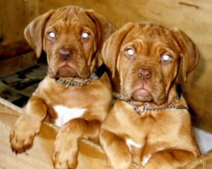 Zell & Gizmo
