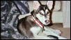 Draco the dog at 4 months old