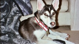 Draco the dog at 4 months old