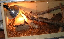 blackthroat cage1