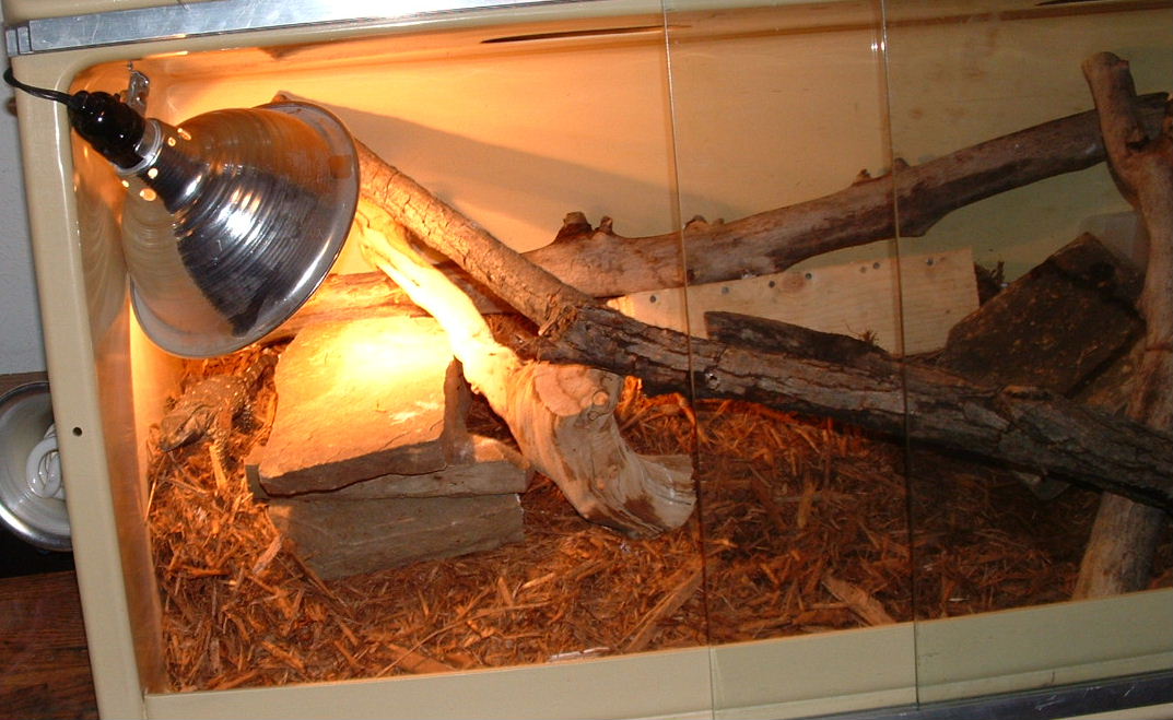 blackthroat cage1