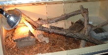 blackthroatcage2