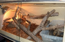 blackthroat3
