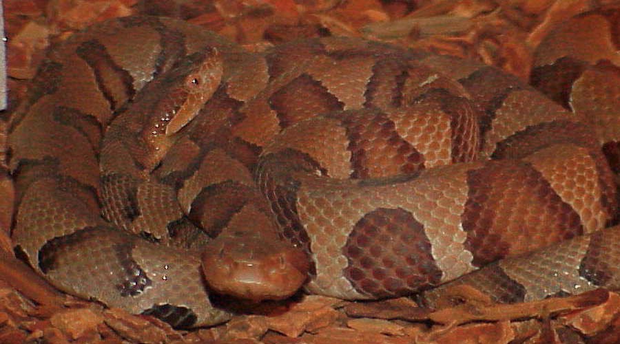 two copperheads