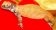 Uromastyx acanthinura nigriventris