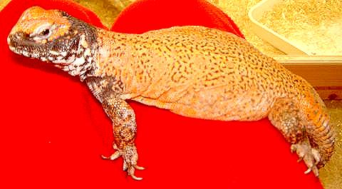 Uromastyx acanthinura nigriventris