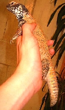 Uromastyx acanthinura nigriventris