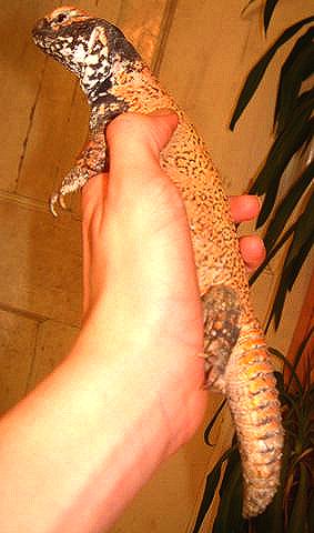 Uromastyx acanthinura nigriventris
