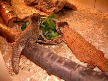 Moroccan pair eating