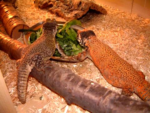 Moroccan pair eating
