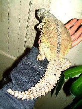 U. a. microlepis