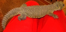 Adult male Moroccan Uromastyx