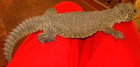 Adult male Moroccan Uromastyx
