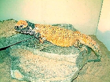 Uromastyx acanthinura nigriventris