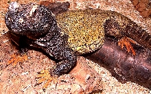 Uromastyx dispar maliensis 1