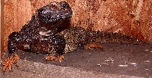 Uromastyx dispar maliensis 2