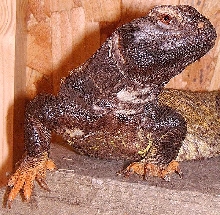 Uromastyx dispar maliensis