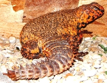 Adult male Saharan Uromastyx