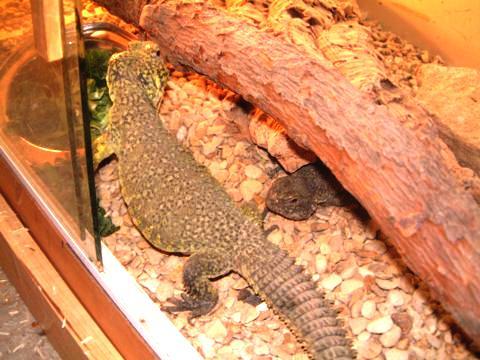 Moroccan Uromastyx in enclosure