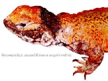 Adult nigriventris