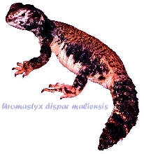 Juvenile Mali