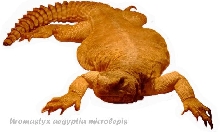 Egyptian Uromastyx
