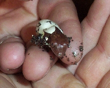 first baby crested