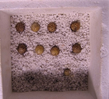 uro eggs
