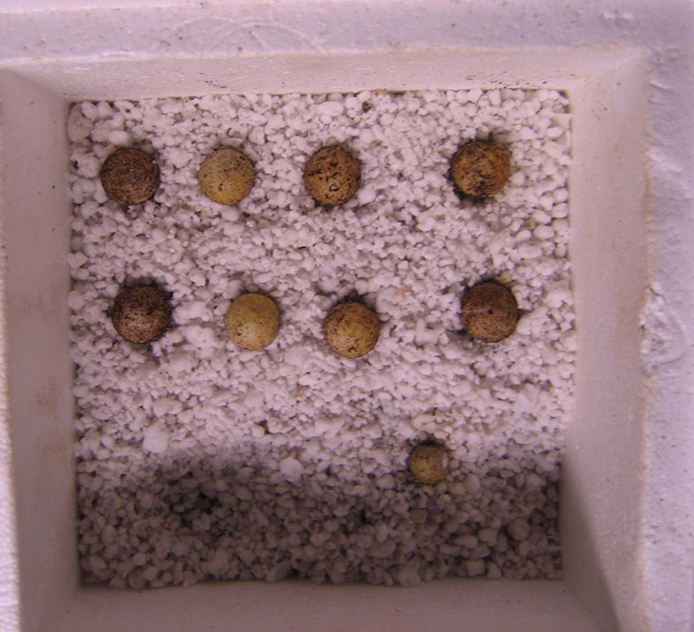 uro eggs