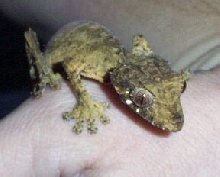 male phantasticus