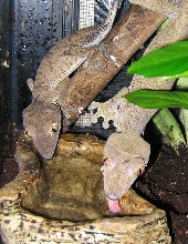 drinking fimbriatus