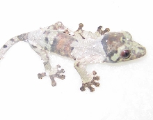 Baby henkeli