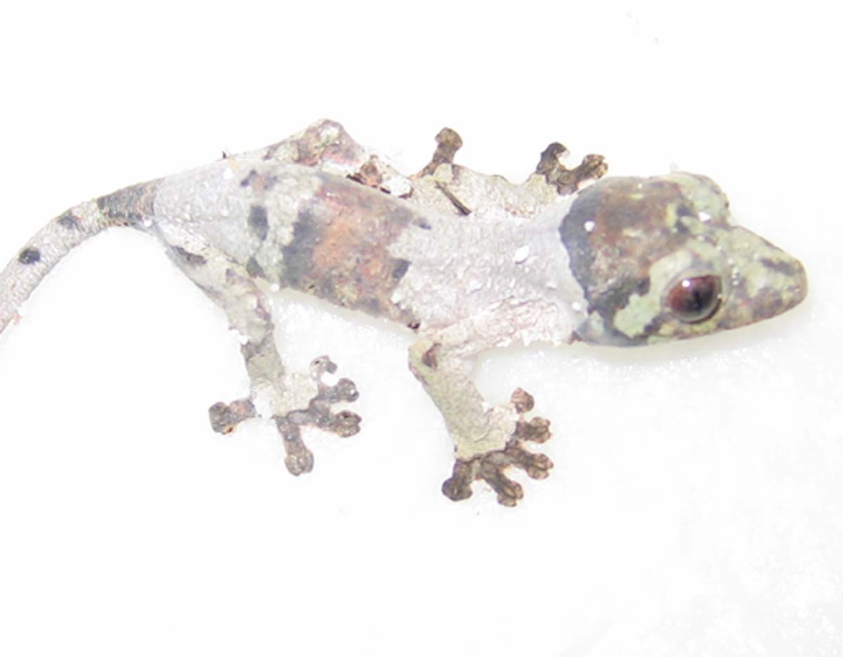 Baby henkeli