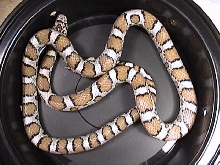 Eastern Milksnake