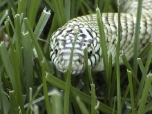 Brooksi Kingsnake (Mosey)