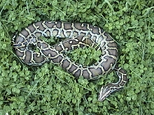Muffin (Burmese Python)