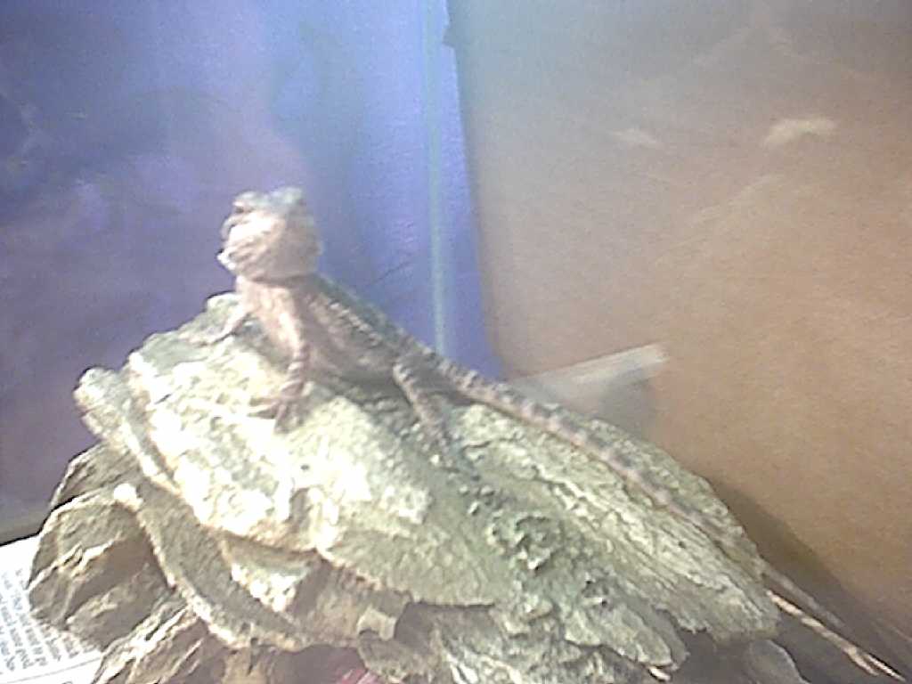buddy