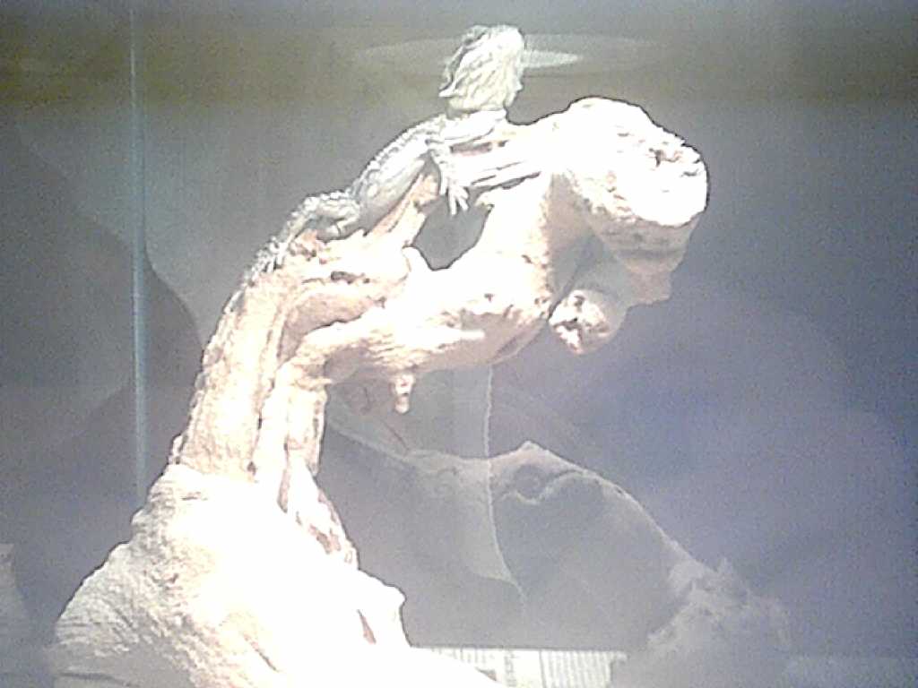 i am the king!