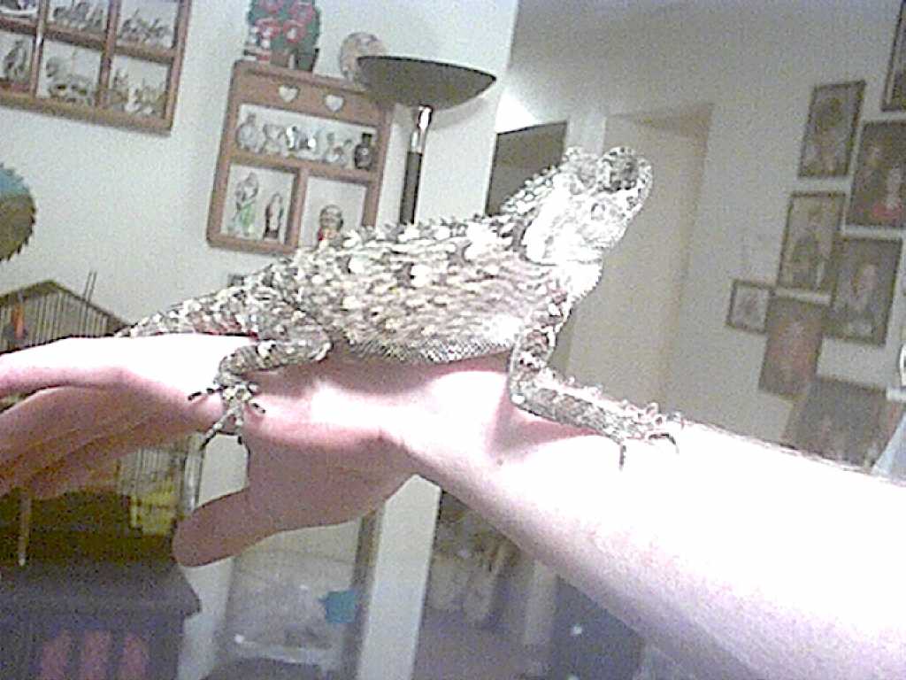 dino3