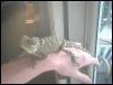 dino4